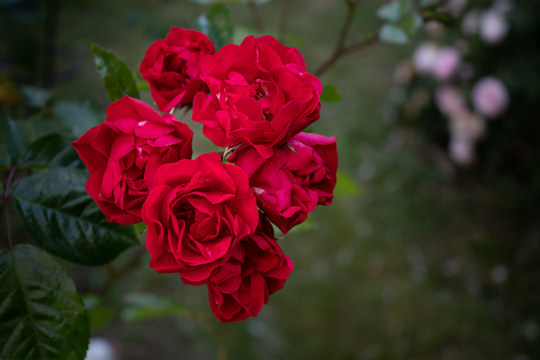 Quels sont les bienfaits et propriétés de la rose pour sa routine beauté ?  - La Belle Adresse