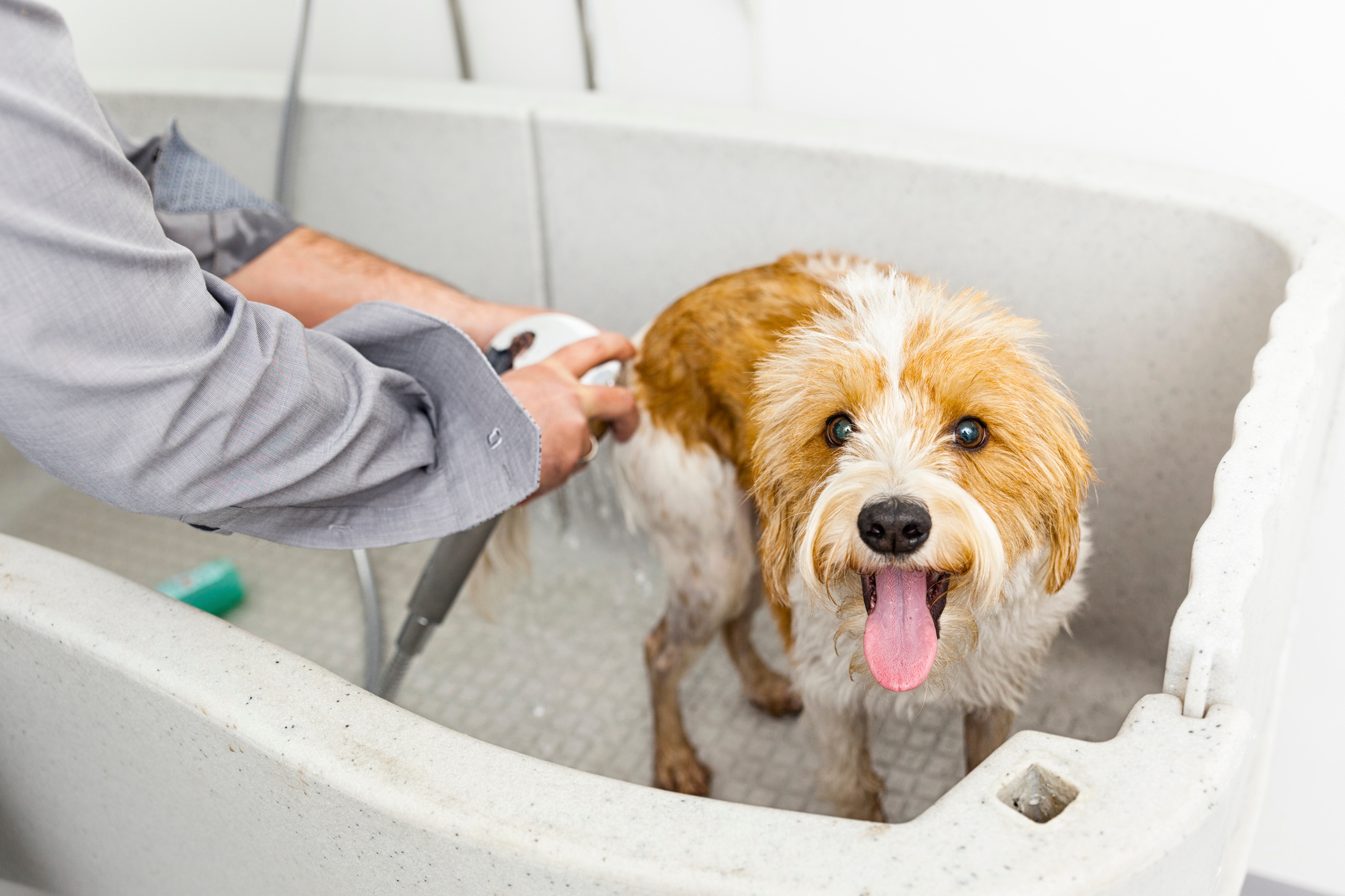 Comment laver les accessoires de votre chien ?