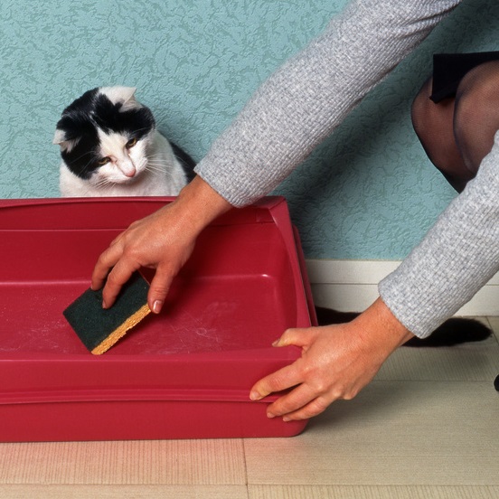 Comment nettoyer une litière de chat ? - La Belle Adresse