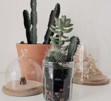 Terrarium maison : on fait pousser des jardins dans ses bocaux !