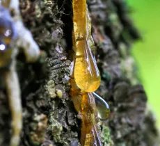 Comment enlever une tache de résine ?