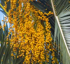 LES BIENFAITS DE L'HUILE DE BABASSU SUR LA PEAU ET LES CHEVEUX 