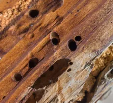 COMMENT SE DÉBARRASSER DES FOURMIS CHARPENTIÈRES 