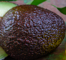 TOUS LES BIENFAITS DE L’HUILE D’AVOCAT SUR LA PEAU 