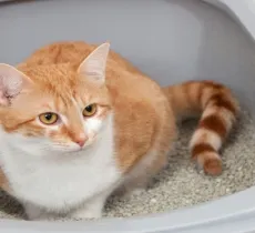 Comment nettoyer la litière de son chat ?