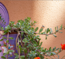 DIY : comment faire un mini jardin suspendu avec des boîtes de conserve ?