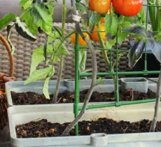 COMMENT FAIRE UN JOLI POTAGER SUR SON BALCON OU SA TERRASSE ? 