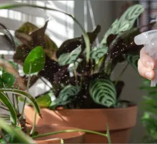 Les répulsifs naturels contre les araignées, moustiques et fourmis – La Belle Adresse