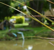 COMMENT ÉVITER LES PIQÛRES D’INSECTES ? NOS SOINS NATURELS !