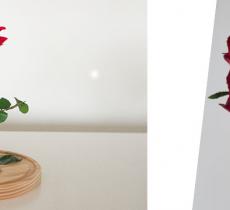 DIY FÊTE DES MÈRES : COMMENT FAIRE UNE ROSE ÉTERNELLE ? 