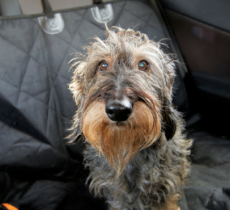 COMMENT ENLEVER LES POILS DE CHIEN DANS SA VOITURE ? NOS 4 ASTUCES