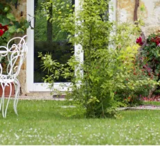 COMMENT SE DÉBARRASSER DES FOURMIS DANS LE JARDIN ? 