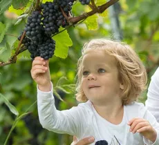 COMMENT NETTOYER UNE TACHE DE RAISIN ? TOUTES NOS SOLUTIONS ! 