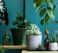Comment conserver ses plantes pendant ses vacances ?