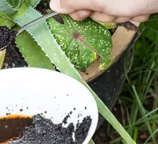 NOS ASTUCES POUR RECYCLER LE MARC DE CAFÉ AU QUOTIDIEN !