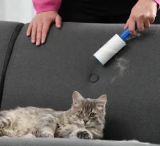 Comment se débarrasser des poils de chiens et de chats sur nos tissus ?