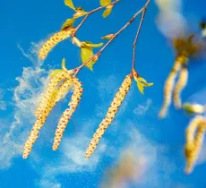 COMMENT ENLEVER LE POLLEN DANS LA MAISON ? 