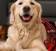 COMMENT NETTOYER LE PANIER OU LA COUVERTURE DES ANIMAUX ? 