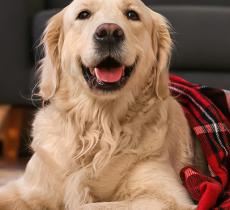 COMMENT NETTOYER LE PANIER OU LA COUVERTURE DES ANIMAUX ? 