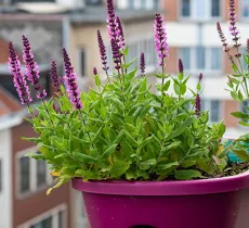 COMMENT CRÉER UN JARDIN AROMATIQUE ORIGINAL ? 