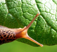 Comment lutter contre les limaces ? le top 5 de nos astuces !