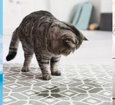 LES UTILISATIONS ET ASTUCES INSOUPÇONNÉES DU LIQUIDE VAISSELLE 