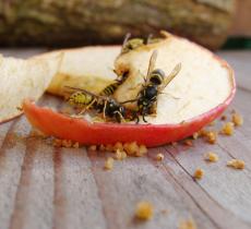 10 conseils pour repousser les insectes