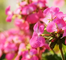 Top 5 des plantes anti-moustiques pour l'été !