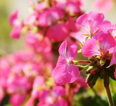 Top 5 des plantes anti-moustiques pour l'été !