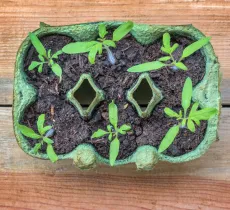 Comment faire pousser des plantes dans une boîte d’œufs ?