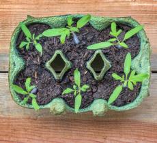 Comment faire pousser des plantes dans une boîte d’œufs ?