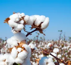 Peigné, tissé, gratté... comment différencier les qualités de coton ?