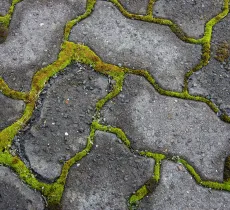 5 astuces anti-lichen naturelles et simples !