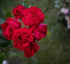 Quels sont les bienfaits et propriétés de la rose pour sa routine beauté ?