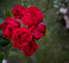 Quels sont les bienfaits et propriétés de la rose pour sa routine beauté ?