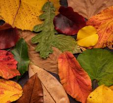 Comment intégrer l'automne dans sa déco intérieure ?