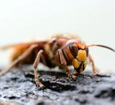 5 astuces anti-mouches naturelles - La Belle Adresse