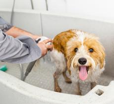 Comment laver son chien ?