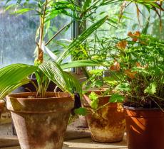 Comment bien choisir ses plantes d’intérieur ?