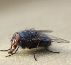 Comment lutter contre les mouches ? nos 4 astuces !