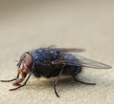 Comment lutter contre les mouches ? nos 4 astuces !