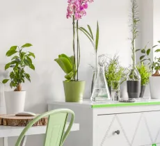 Comment entretenir ses plantes d’appartement ? nos 3 conseils !