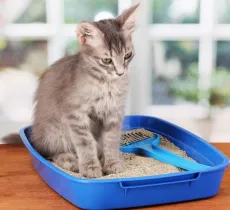 Litière de chien, litière de chat : où les installer ?