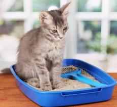 Litière de chien, litière de chat : où les installer ?