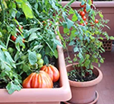 Comment aménager un jardin potager sur son balcon ?