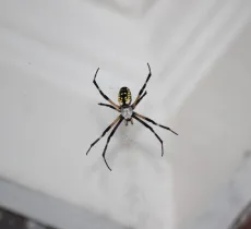 Comment lutter naturellement contre les araignées ?