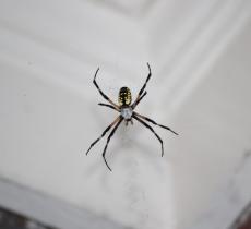 Comment lutter naturellement contre les araignées ?