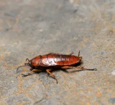 Comment lutter contre une invasion de cafards ?