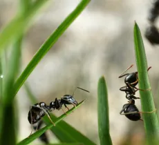 Comment combattre les fourmis dans sa maison ?