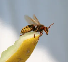 Comment lutter naturellement contre les guêpes ?